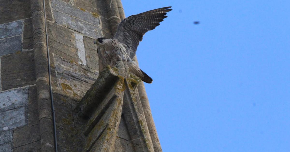 Peregrine falcon world's fastest animal at Weymouth seafront