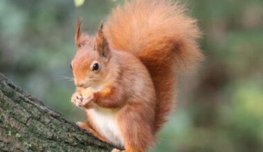 Isle of Wight red squirrels "thriving", experts say