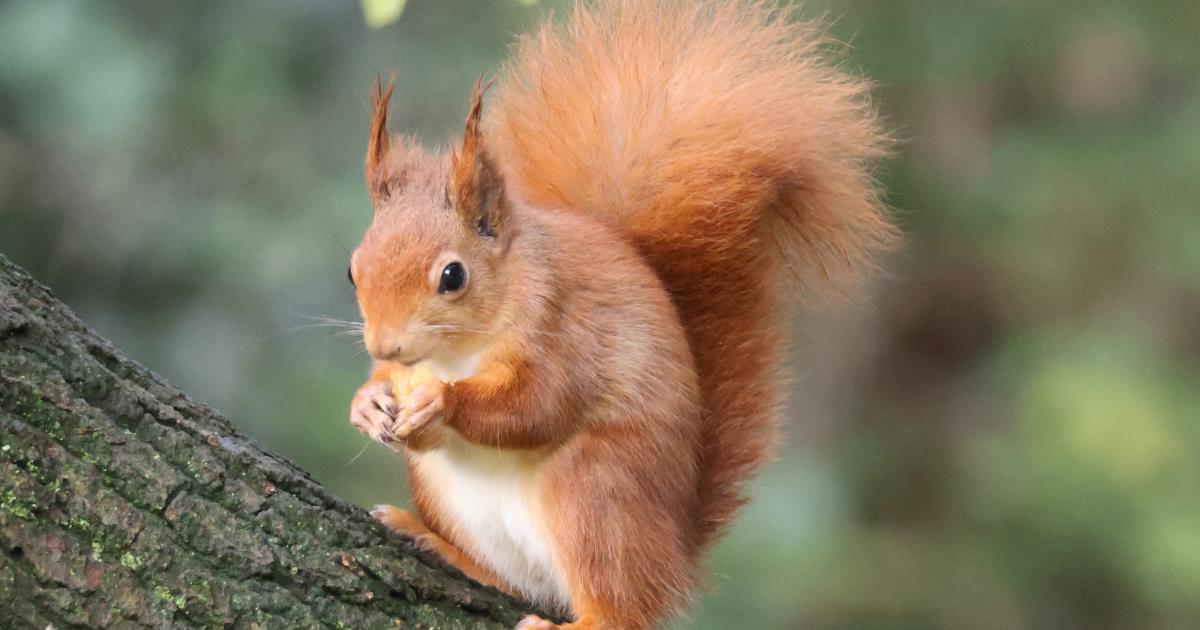 Isle of Wight red squirrels "thriving", experts say