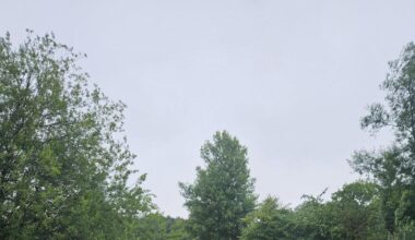 For wildlife in Norfolk, Old Common Wood is a haven