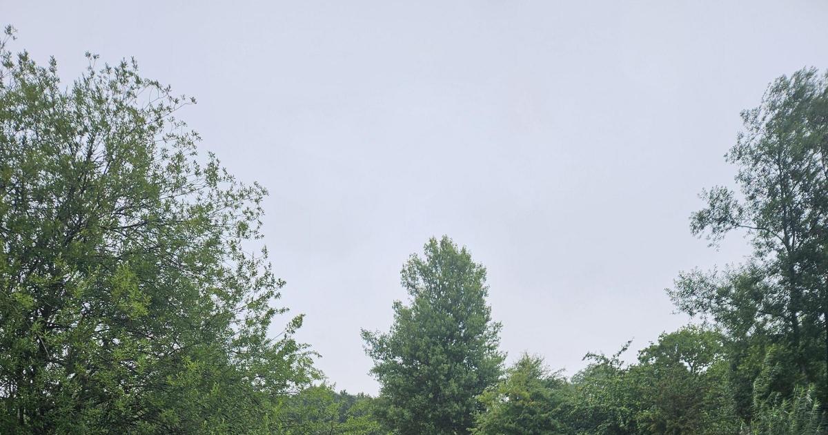 For wildlife in Norfolk, Old Common Wood is a haven