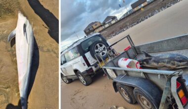 Dead dolphin recovered by Port Talbot Coastguard from Aberavon Beach