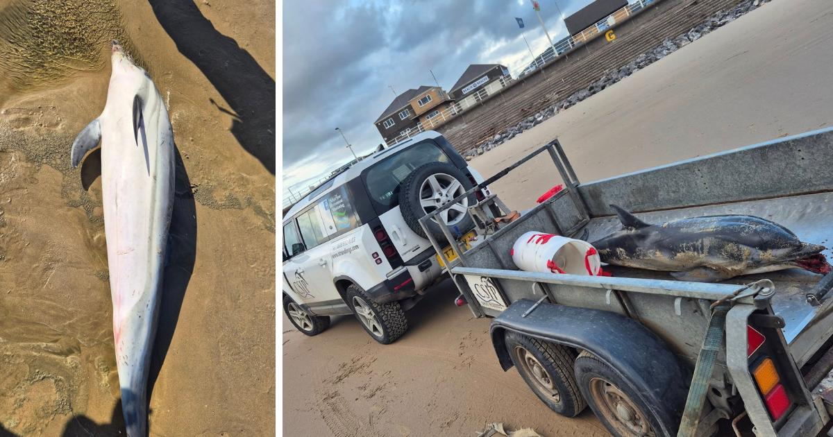 Dead dolphin recovered by Port Talbot Coastguard from Aberavon Beach