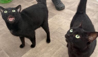 RSPCA East London and Havering 'full to capacity' with cats