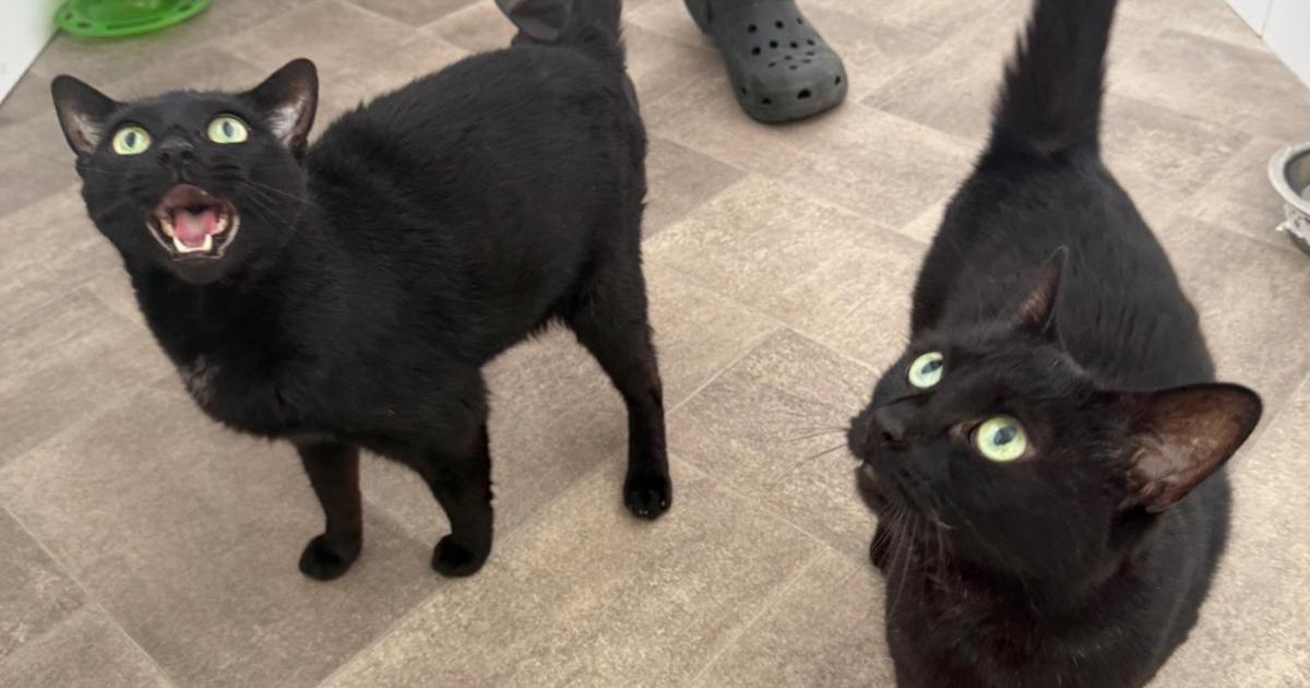RSPCA East London and Havering 'full to capacity' with cats