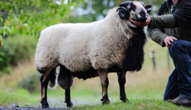 New 3,100gns Torddu ram record for west Wales breeder