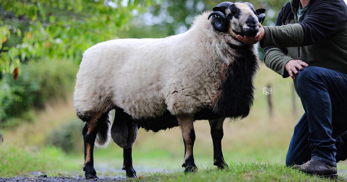 New 3,100gns Torddu ram record for west Wales breeder