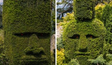 The strange hedges near Edinburgh worked on for 20 years