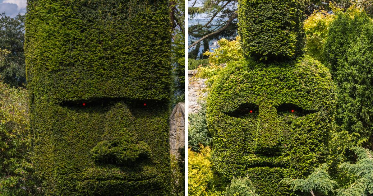 The strange hedges near Edinburgh worked on for 20 years