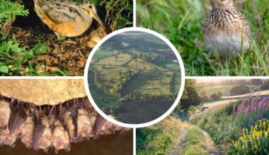 Horseshoe bats to thrive at new habitat near Stroud