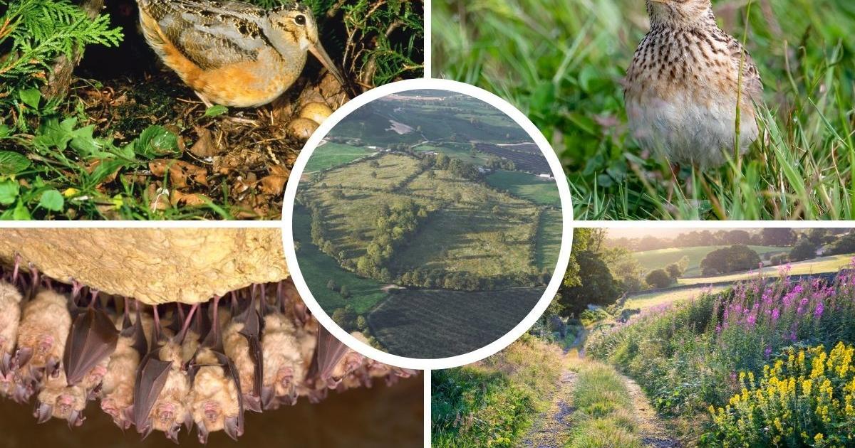 Horseshoe bats to thrive at new habitat near Stroud