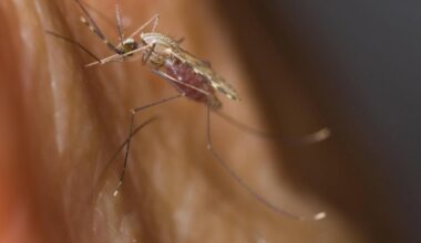 Genetic clues to how malaria-carrying mosquitoes evade control identified