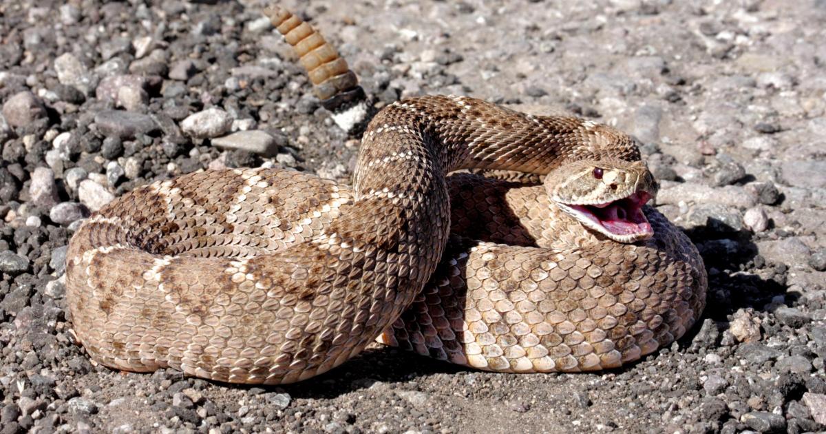 Snake which can kill humans living in South Gloucestershire