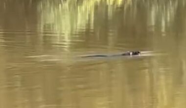 Video captures seal swimming in Mersey in Warrington