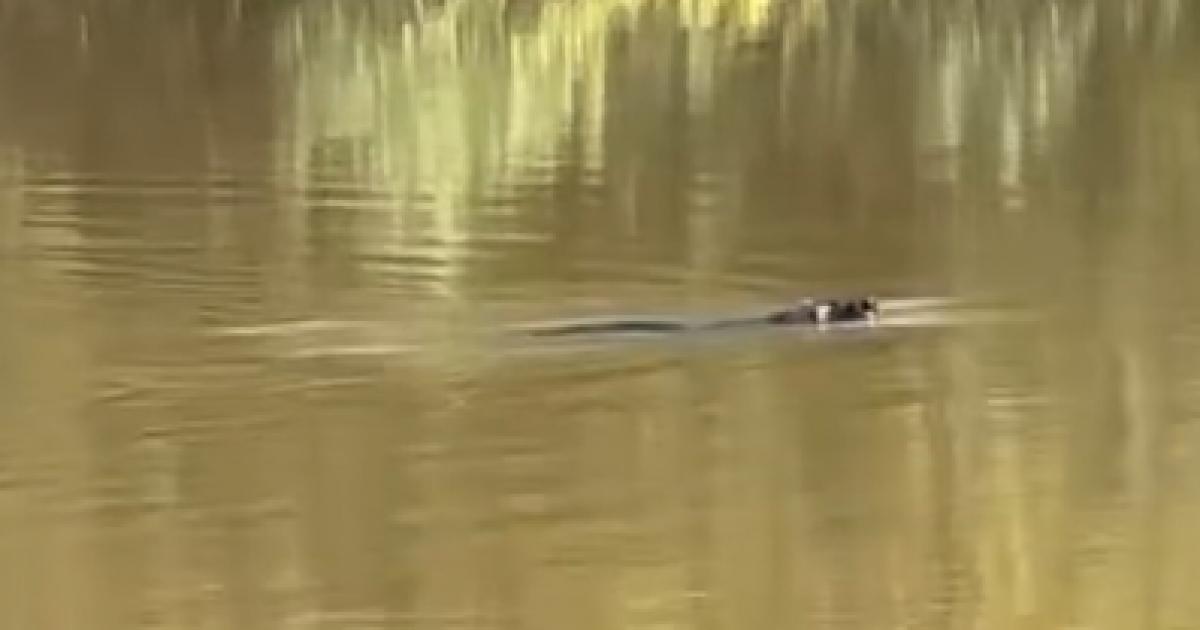 Video captures seal swimming in Mersey in Warrington