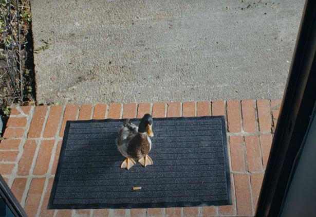 The star of the Keep Britain Tidy advert delivers the butt to the litter bug's door.