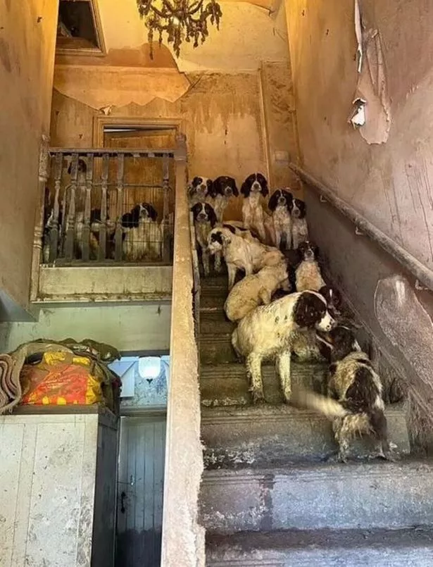 Some of the 78 Springer Spaniels as they were found in April in filthy conditions in a detached house.