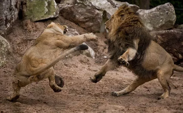 Lions Kumari & Iblis fighting on a Channel 4 documentary