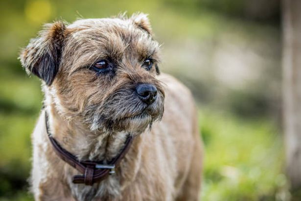 Border Terrier outside wearing brown leather collar