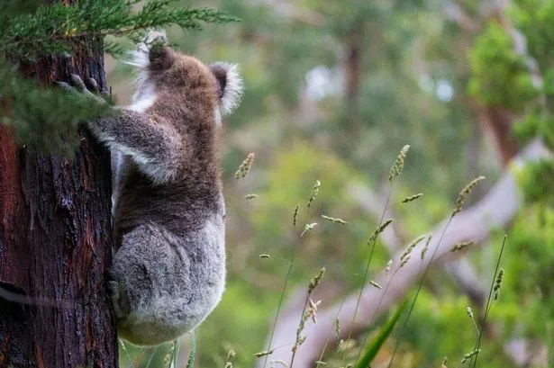A wildlife park in Australia is celebrating a 'first in 15 years' (stock)