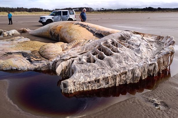 The remains of a large fin whale found on Cefn Sidan sands in Pembrey, Carmarthenshire. Initial assessments indicate it was an adult female measuring 69ft (21m) in length. It was only the fourth confirmed report of a fin whale washing up in Wales this century.