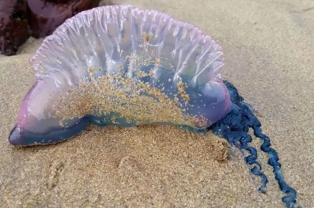 A jellyfish looking creature lilac - pink colour
