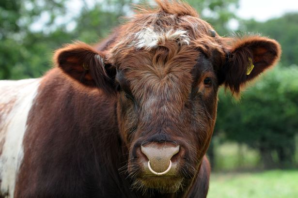A bull in a field
