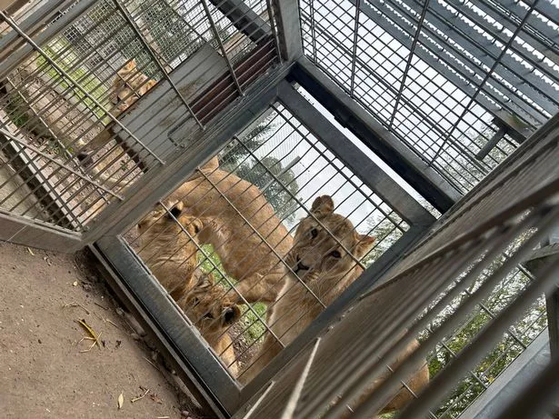 The existing pride at Yorkshire Wildlife Park watch on as the new arrivals settle in