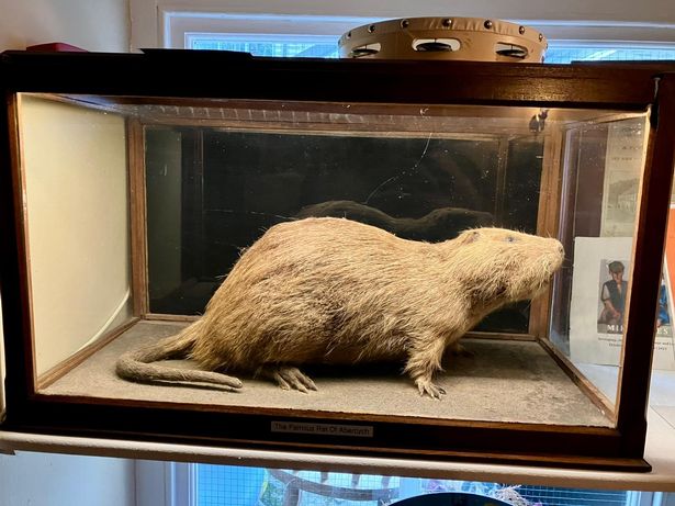 A stuffed rat inside a case