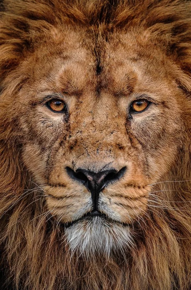 Image of Iblis, the Asiatic lion