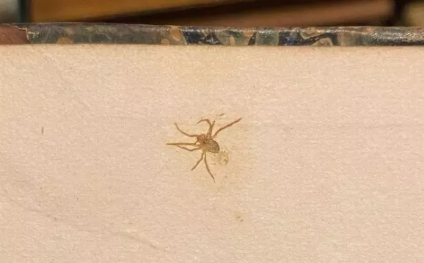 The spider was remarkably well-preserved 