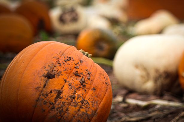 Multiple colours of pumpkins in a patch