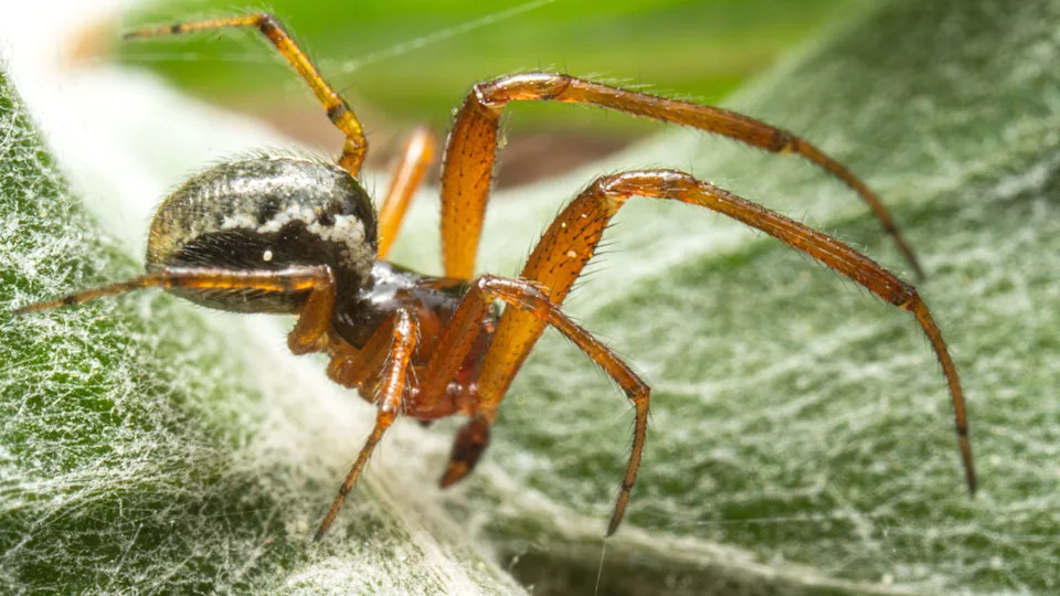 Noble false widow spider (Steatoda nobilis) resting on a green leaf, captured in natural light, highlighting its detailed body markings.