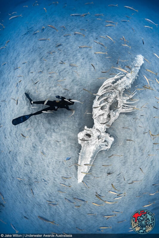 A scuba diver swims near a large, white whale skeleton lying on the ocean floor, surrounded by numerous fish in clear blue water.