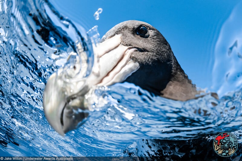 A close-up shot of an albatross with its beak partially underwater, creating dynamic splashes and ripples, against a blue sky background.