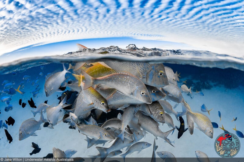 A large school of fish swims just below the water’s surface, with the sky and clouds visible above and a split-level view showing both underwater and above-water scenes.