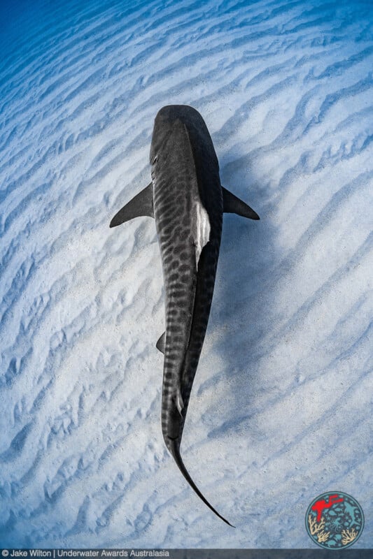 Overhead view of a tiger shark swimming just above rippled white sand on the ocean floor, with clear blue water. The shark's stripes and dorsal fin are visible.