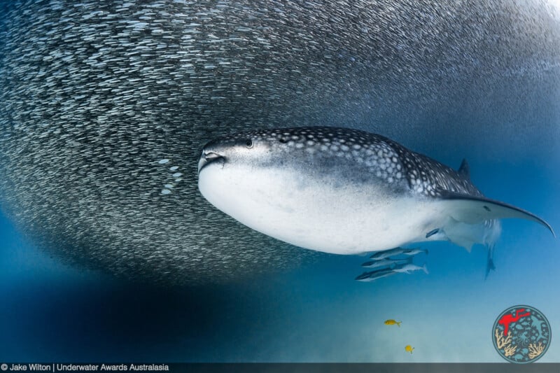 A whale shark swims underwater near a dense, swirling school of small fish. A few yellow fish and remoras accompany it. The water is clear, and the scene is calm and vibrant.