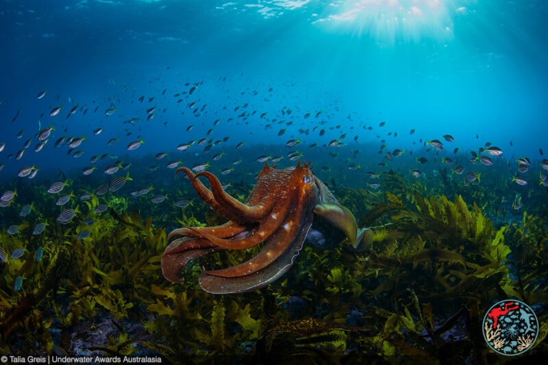 A large cuttlefish swims above a bed of seaweed surrounded by small fish in clear blue water, with sunlight streaming down from the surface. An underwater photography award logo is in the bottom right corner.
