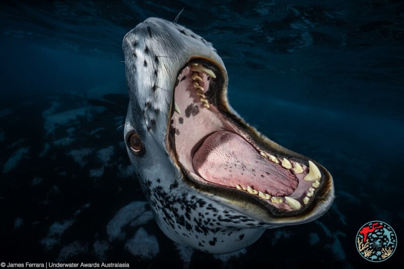 A close-up underwater photo of a leopard seal with its mouth wide open, showing sharp teeth and pink tongue, set against a dark, blurry ocean background.