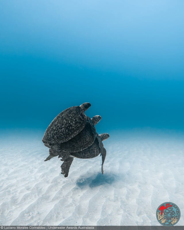 Two sea turtles swim together above a sandy ocean floor in clear blue water. The turtles appear to be swimming closely side by side, with sunlight illuminating the rippled sand below.