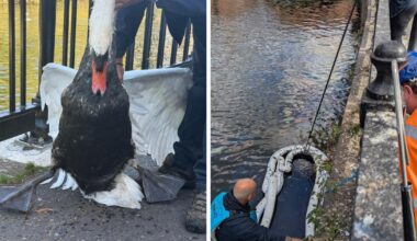 Swans rescued from River Kennet after oil spill