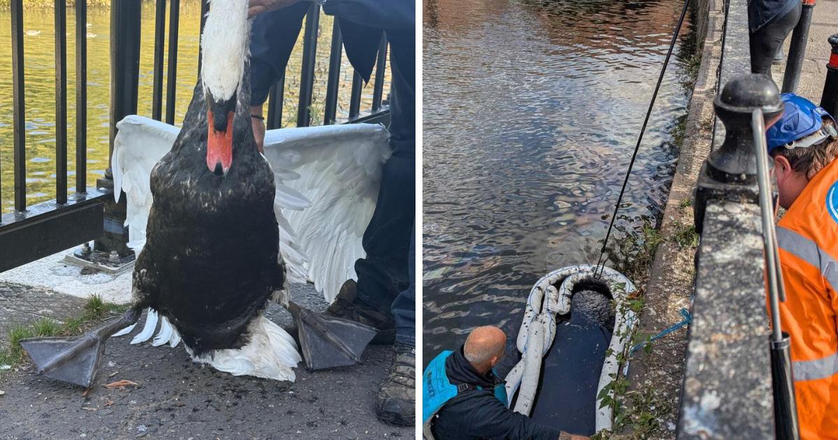 Swans rescued from River Kennet after oil spill
