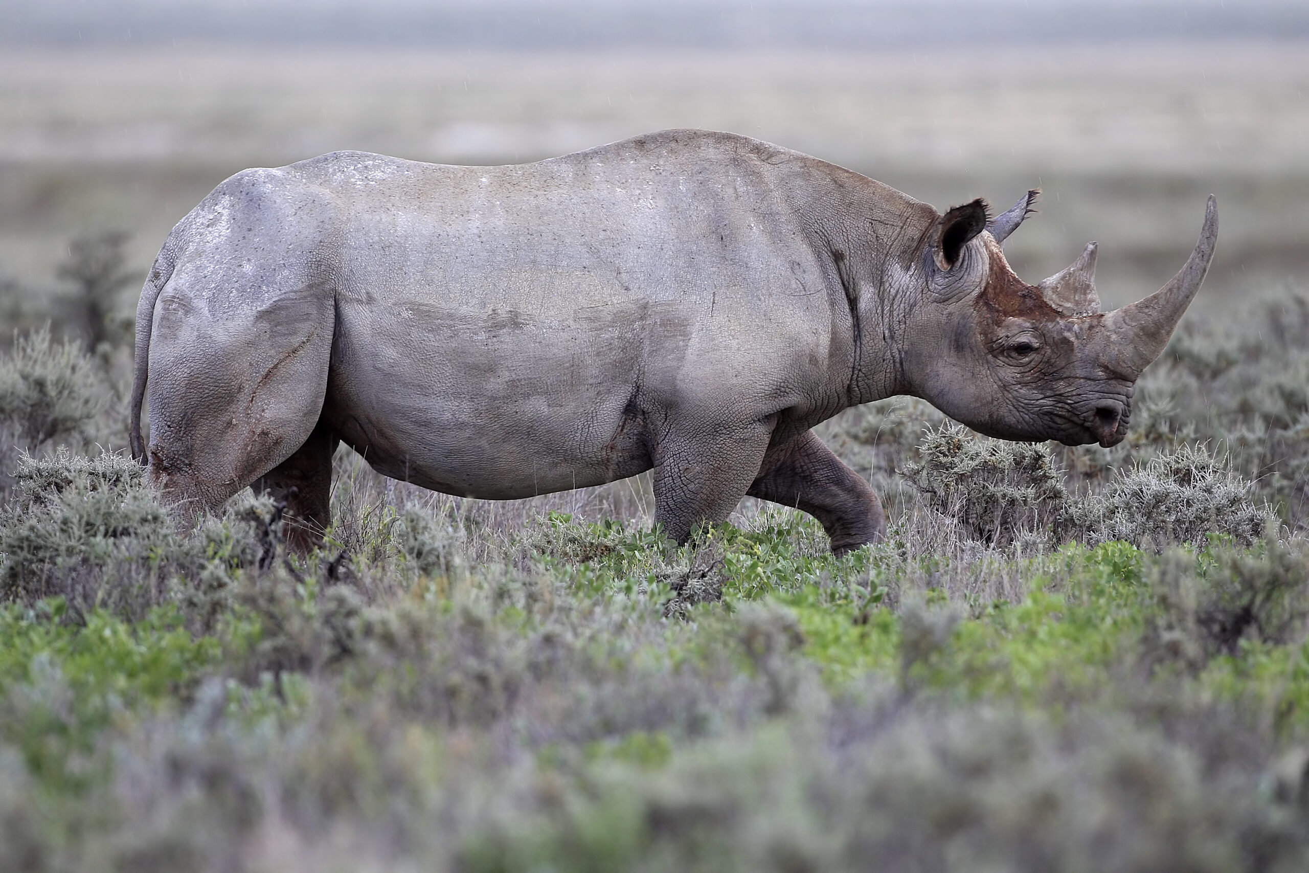A black rhino in South Africa, home to the world's largest rhino populations. Native to East and Southern Africa, critically endangered black rhinos are battered by poaching. The report finds a modest increase in their numbers since 2021, with an estimated 6,788 individuals in the wild.