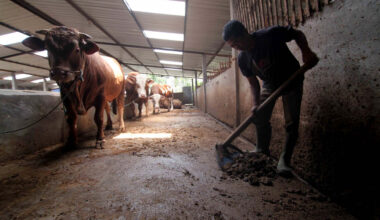 A farmer cleans a cowshed in Urut Sewu village, Boyolali regency, Central Java.