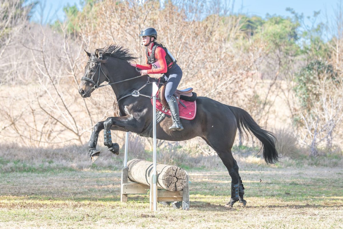 Loafing racehorse training for eventing