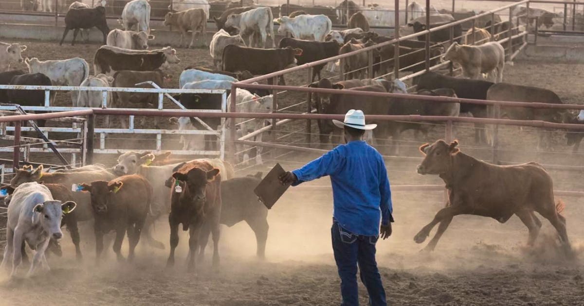 Agriculture: USA fears introduction of the screwworm fly