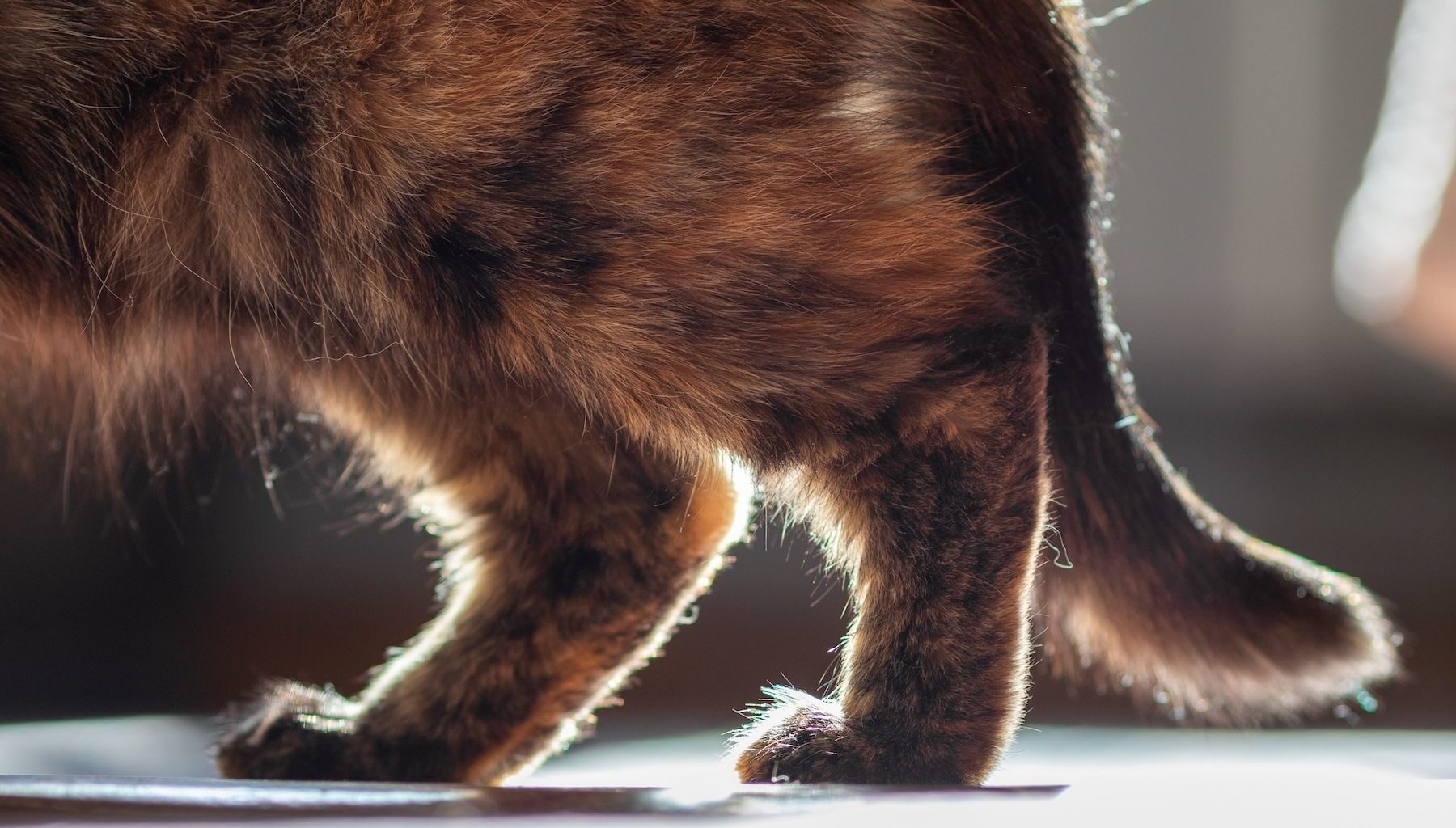 Developmental drug for feline pain takes a step forward in Europe