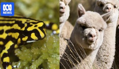 Gene editing lets scientists alter wild animal DNA for conservation. But should they?