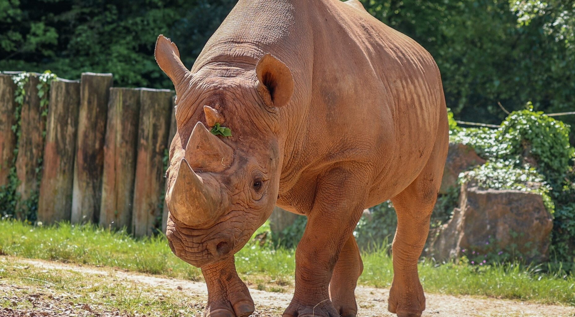 Important Update Regarding Our Black Rhino, Manyara • Paignton Zoo